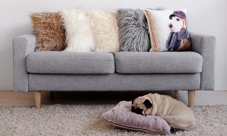 Dog Inspired Home Accessories 750x450