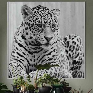 cursa-cheetah-black-and-white-picture-glass-wall-art
