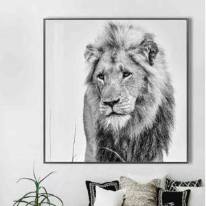 cursa-golden-lion-black-and-white-picture-glass-wall-art