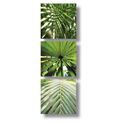 palm-leaves-002554
