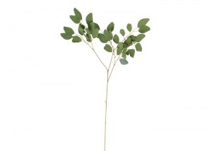 eucalyptus-populus-8903