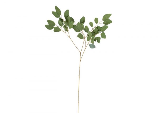 eucalyptus-populus-8903