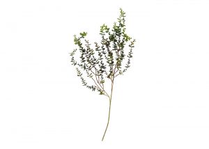 eucalyptus-trailing_3