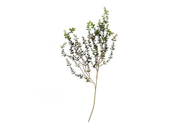 eucalyptus-trailing_3