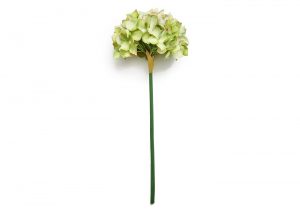 hydrangea-moss-green-14x10_1