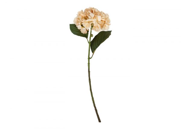 hydrangea-vanilla_2