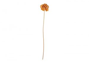 hydrangea-walnut-faux-stem