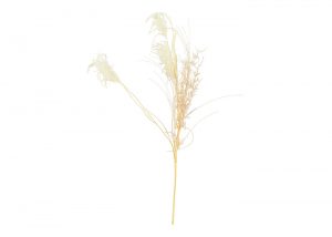 miscanthus-grass