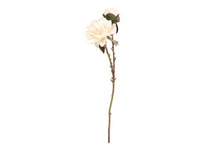 peony-blush