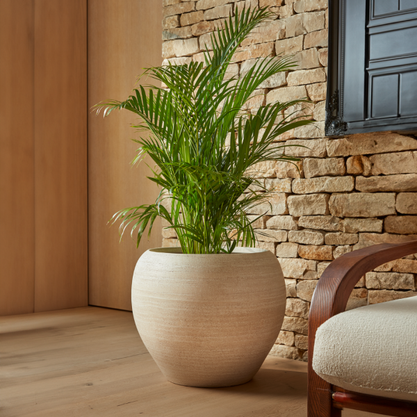 Amora_Indoor_Plant_Pot_in_Cream