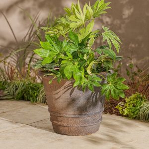 Desi_ancient_old_stone_plant_pot