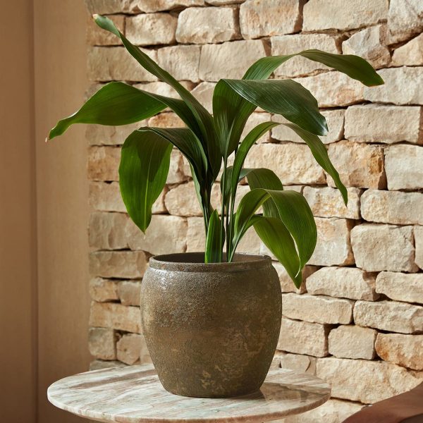 Julian_Gold_Indoor_Pot_gardenesque