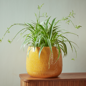 Ramada_Indoor_Plant_Pot