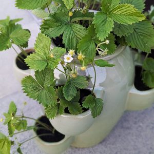 gardenesquealpinestrawberryplantersagegreen